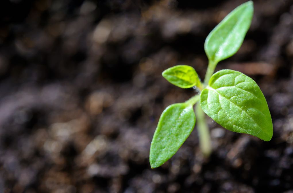 1020 - blur-close-up-cultivation-1002703