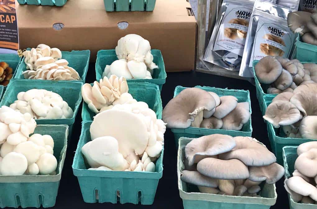 Seasonal Produce Spotlight: The Nutritional Benefits of Mushrooms