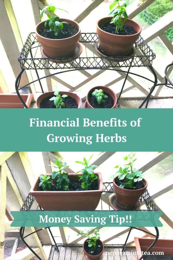Money Saving Tip: Financial Benefits of Growing Herbs